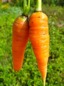 The image of a pair of pulled out carrots