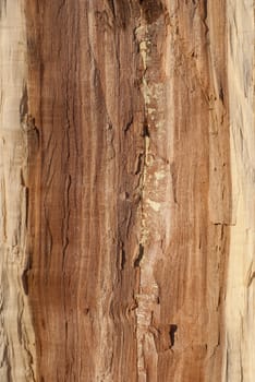 Oak log core half cut as background