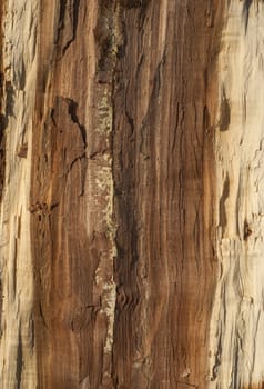 Oak log core half cut as background