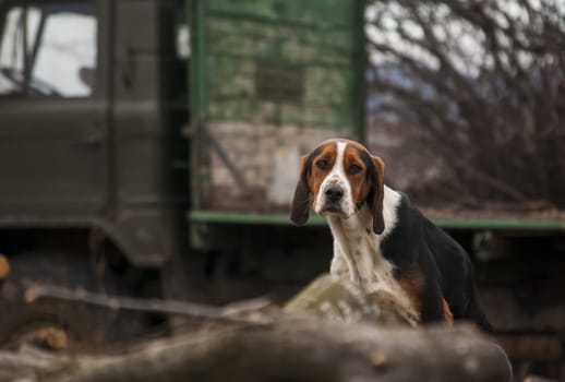 Country beagle dog in village, cut woods,  logging truck as background