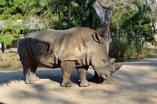 rhinoceros in national park