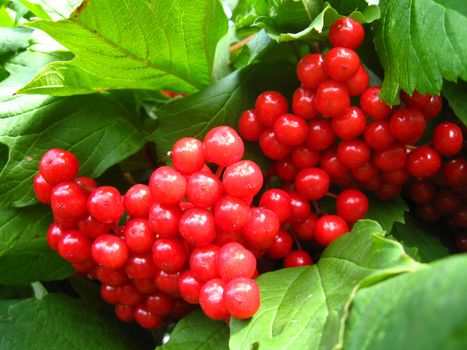 The image of cluster of a red ripe guelder-rose