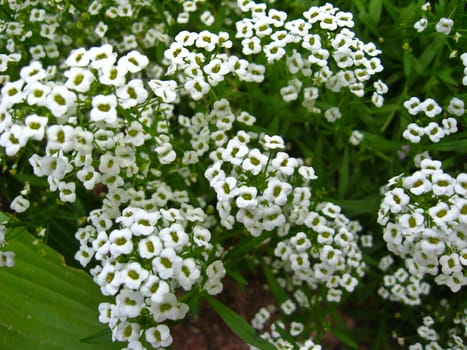 The image of a lot of white flowers