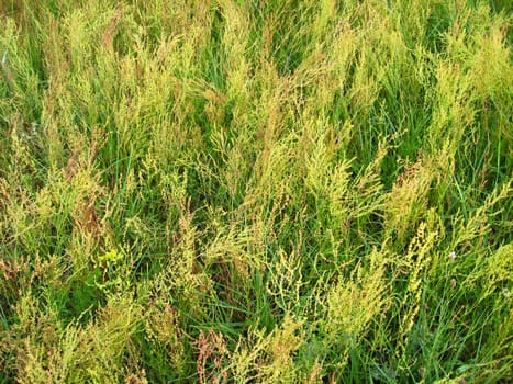 the image of thrickets of a high green grass