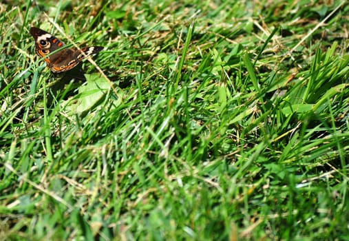 Butterfly on Grass Background