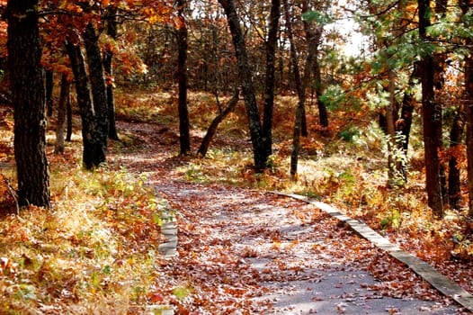 Path into forest