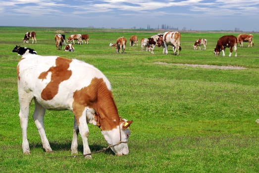 Rural scene with cows on pasture