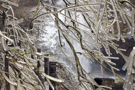 Frozen Tree Along Hiking Path to Multnomah Falls in Columbia River Gorge Oregon in Winter