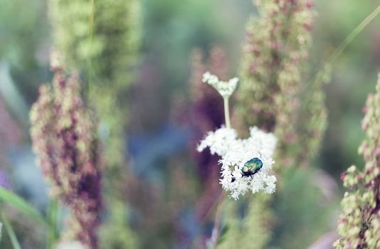 Big insect Beetle (green bug) on a flower.