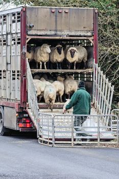 Huge lorry loaded with sheep