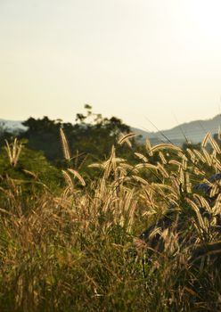 Morning landscape, meadow with sunrise

