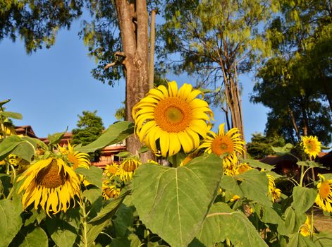 beautiful sunflowers at field