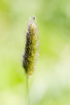 Timothy .Shallow depth-of-field