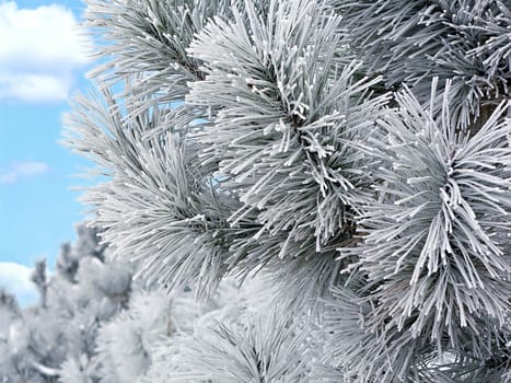 snowy pine branch on a background of blue sky