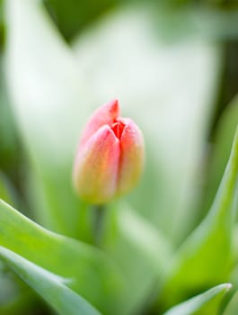 tulips close up with washed away by back backgroun .shallow DOF
            