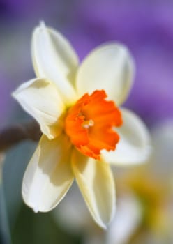 Spring flowers - narcissus  close up with washed away by back backgroun.shallow DOF 