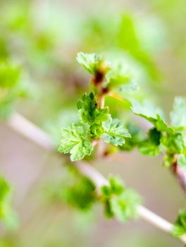 blooming redcurrant.Blooming currant. Future sowing.shallow DOF