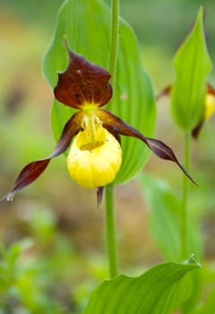 Cypripedium calceolus.moccasin flower .timber plant