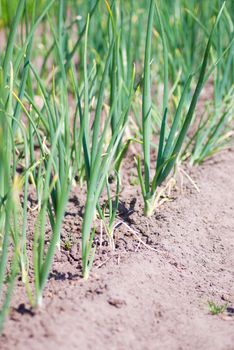 view of chive on the field.plantation onions