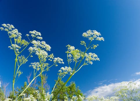 Angelica plan. Close-up  with  blue sky and a plant