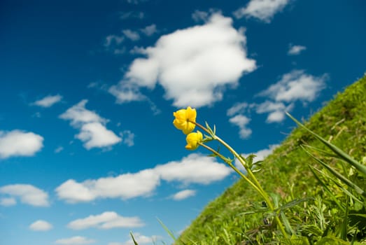 Beautiful Green Meadow with white clouds,focus set in foreground