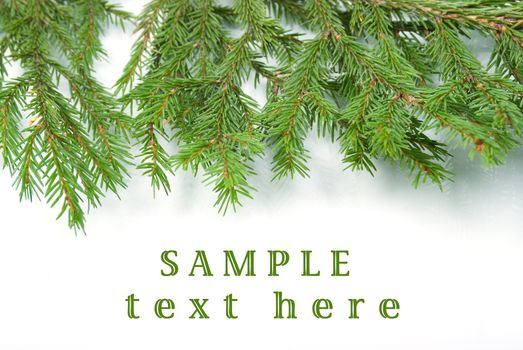 fir tree branches, christmas decoration.white background