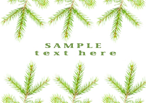 green fir branches with space for your text .white background