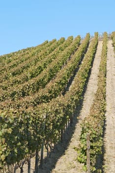Wine field under the sun, Rheinland-Pfalz, Germany