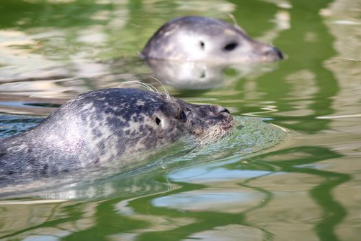 two seal swimming nature scene