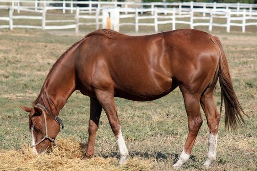 brown horse eat ranch scene