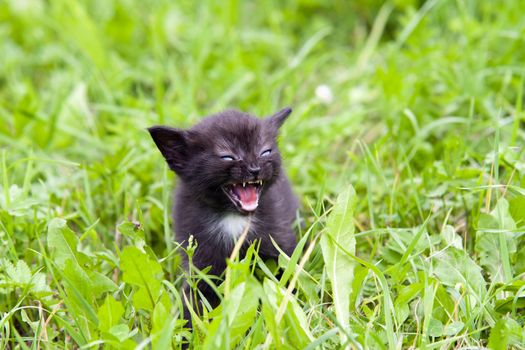 Small angry kitten in the grass