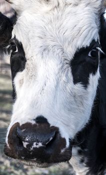 Cow head full face extremely close up