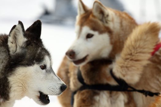 Outdoor portrait of siberian husky dog 