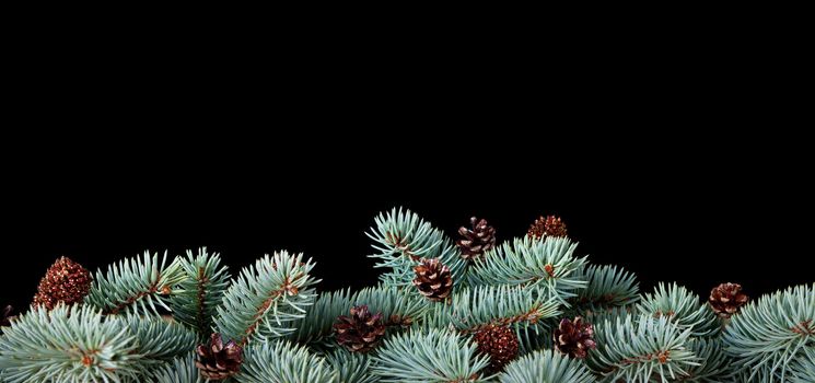 Branches of pine wood with cones isolated on black background
