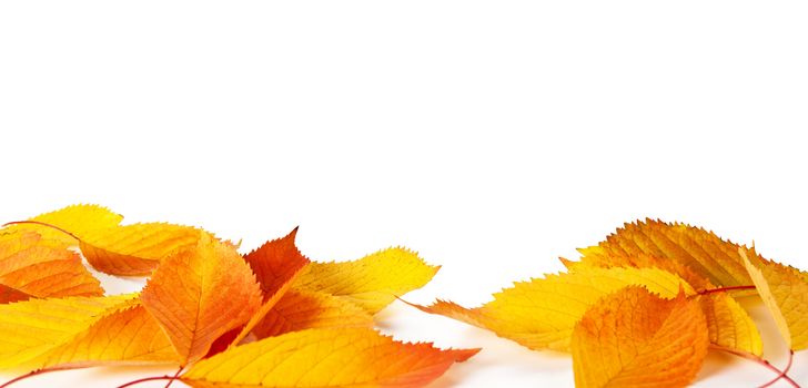 Autumn leaves on white background with copy space