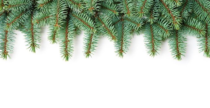 Branches of pine wood on white background