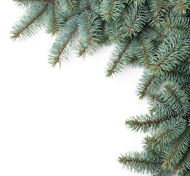 Branches of silver spruce on white background. Copy space