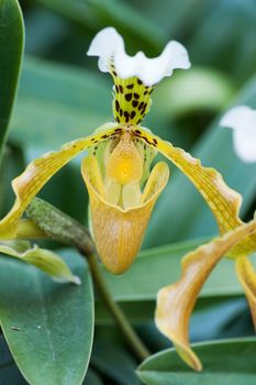 Close up of lady's slipper orchid (Paphiopedilum Callosum).
