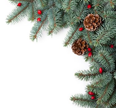 Branches of silver spruce with cones and briar on white background. Copy space