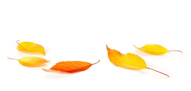 Autumn cherry leaves on white background with copy space