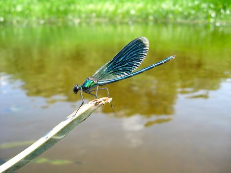blue dragonfly sitting on a stick above water