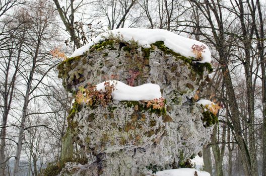 retro park concrete flower pot and dry flowers covered with winter snow closeup.