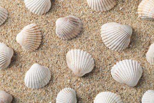 Seashells on the sand, summer beach background