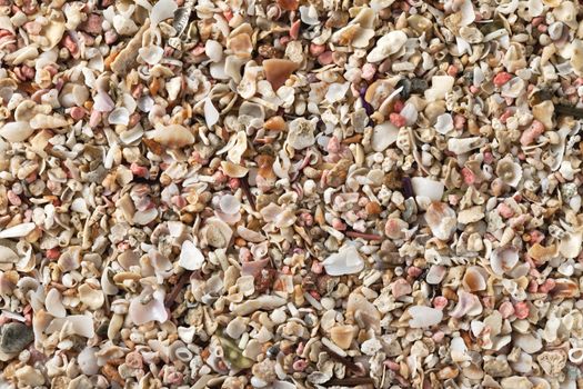 Crushed seashells on summer beach as background
