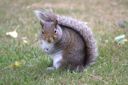 squirrel~2