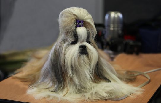 lap dog with the hairstyle sits on the table