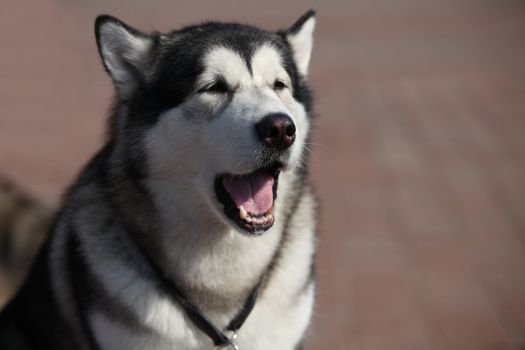 Portrait of  Siberian huskies, close to