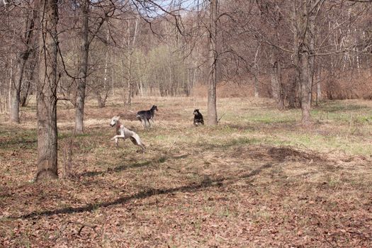 Three oriental hounds running in the spring forest
