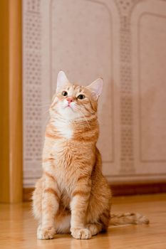 A young ginger tabby cat on the wooden floor

