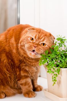 A scottish fold cat sitting on a windowsill and eating of houseplants
